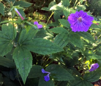 Geranium nodosum - medium image 4
