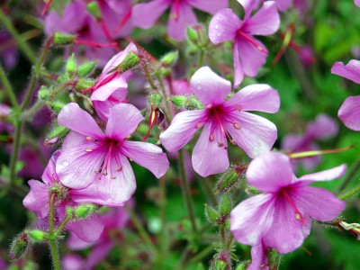 Geranium palmatum - medium image 4
