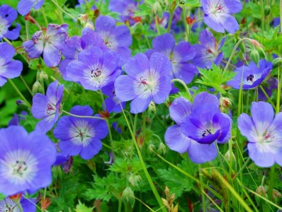 Geranium 'Rozanne' - medium image 4