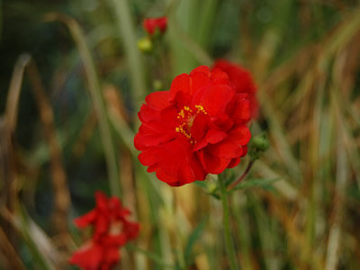 Geum 'Blazing Sunset' - medium image 4