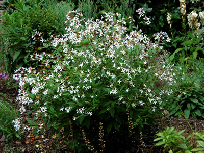 Gillenia trifoliata AGM - medium image 4