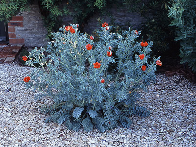 Glaucium corniculatum - medium image 4