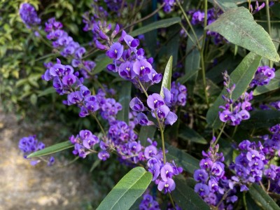 Hardenbergia violacea AGM - medium image 4