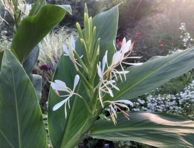 Hedychium forrestii - medium image 4