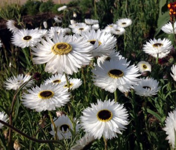 Helipterum roseum 'Pierrot' - medium image 4