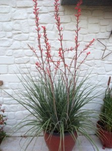 Hesperaloe parviflora - medium image 4