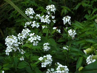 Hesperis matronalis alba - medium image 4