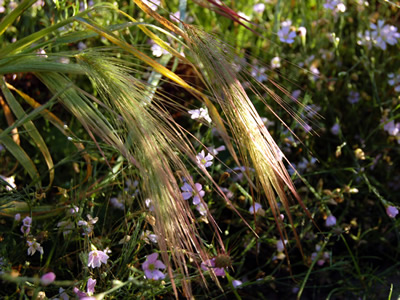 Hordeum jubatum - medium image 4
