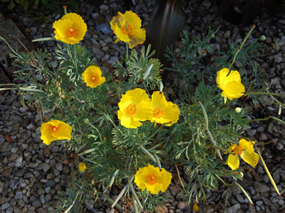 Hunnemannia fumariifolia - medium image 4