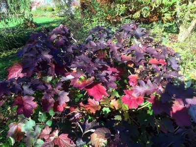 Hydrangea quercifolia AGM - medium image 4