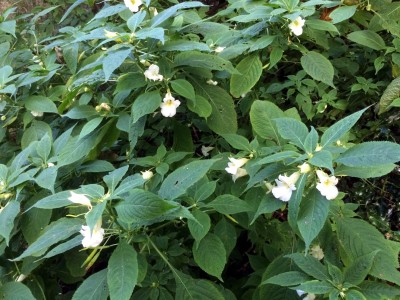 Impatiens arguta Alba - medium image 4