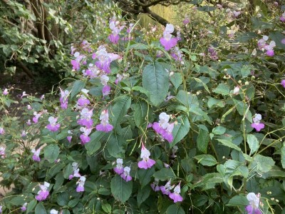 Impatiens balfourii - medium image 4