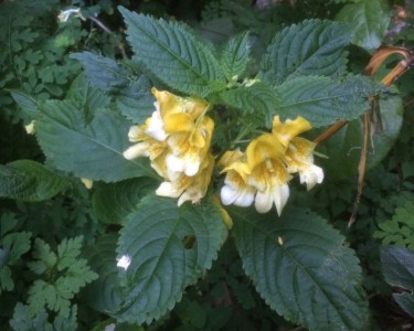 Impatiens scabrida - medium image 4