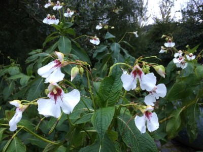 Impatiens tinctoria - medium image 4