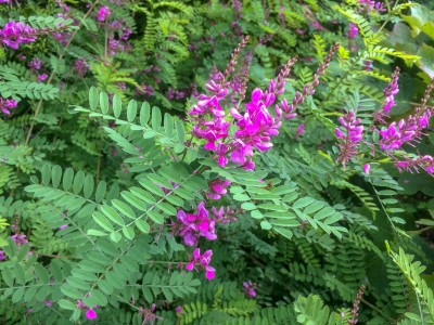 Indigofera heterantha - medium image 4
