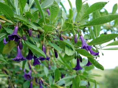 Iochroma australe - medium image 4