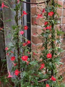 Ipomoea quamoclit - medium image 4