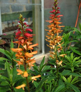 Isoplexis canariensis - medium image 4