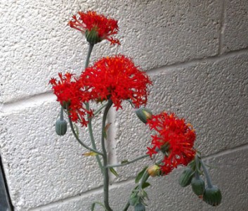 Kleinia grantii - medium image 4