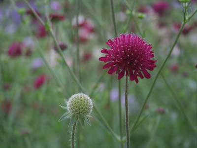 Knautia macedonica - medium image 4
