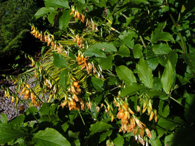 Lathyrus aureus - medium image 4
