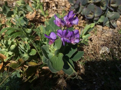 Lathyrus nervosus - medium image 4