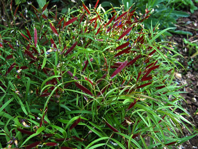 Lathyrus vernus filicifolius - medium image 4