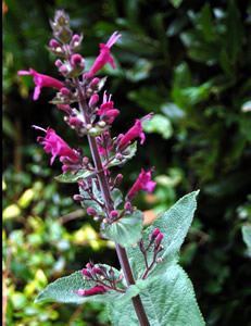 Lepechinia hastata - medium image 4
