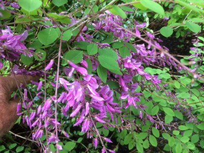Lespedeza thunbergii - medium image 4