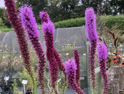 Liatris pycnostachya - medium image 4