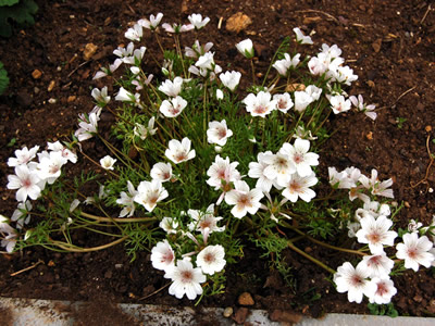 Limnanthes douglasii rosea - medium image 4