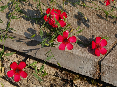 Linum grandiflorum 'Rubrum' - medium image 4