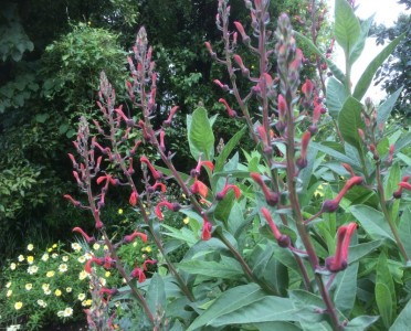 Lobelia tupa - medium image 4