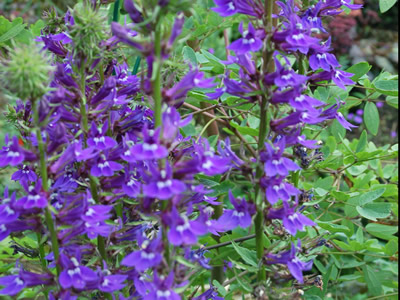 Lobelia x speciosa 'Vedrariensis' - medium image 4