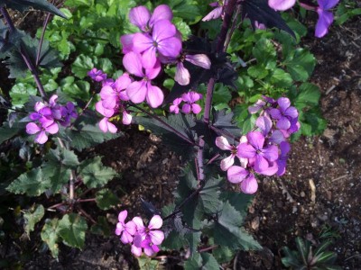 Lunaria annua 'Chedglow' - medium image 4