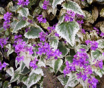 Lunaria annua 'Variegata' purple flowered - medium image 4