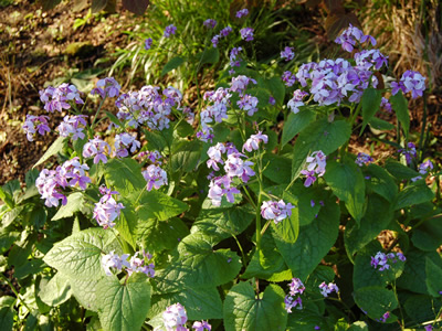 Lunaria rediviva - medium image 4
