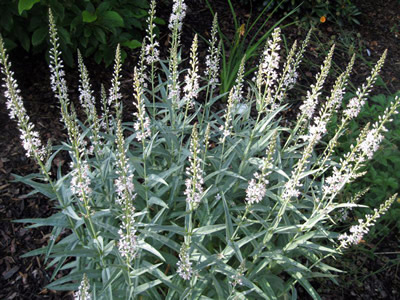 Lysimachia ephemerum - medium image 4