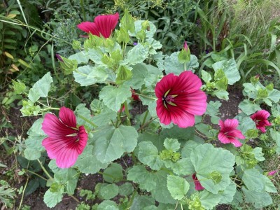Malope trifida 'Vulcan' - medium image 4