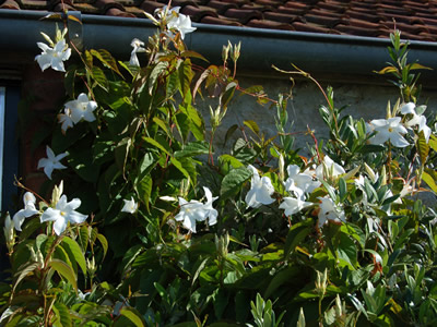 Mandevilla laxa - medium image 4