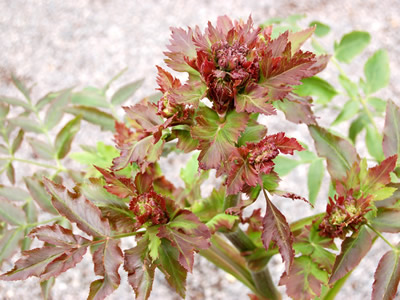 Melanoselinum decipiens - medium image 4