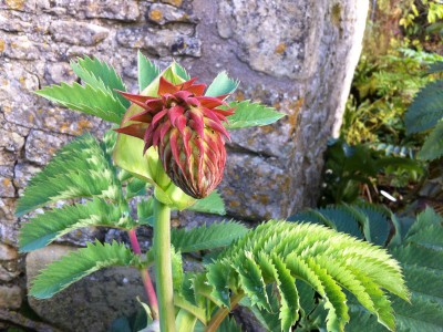 Melianthus major - medium image 4