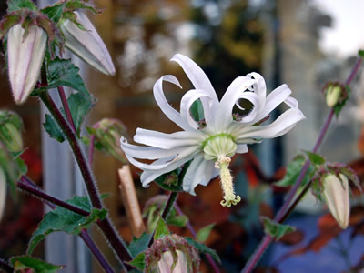 Michauxia campanuloides - medium image 4