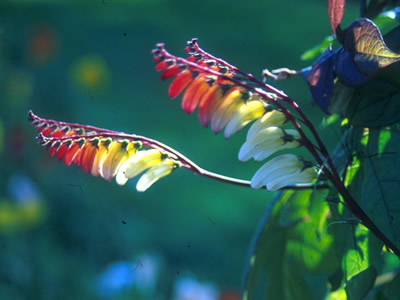 Mina lobata - medium image 4