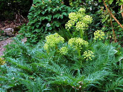 Molopospermum peloponnesiacum - medium image 4