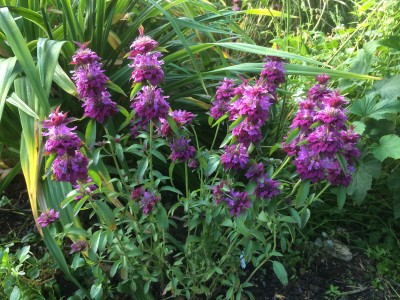 Monarda citriodora 'Bergamo' - medium image 4