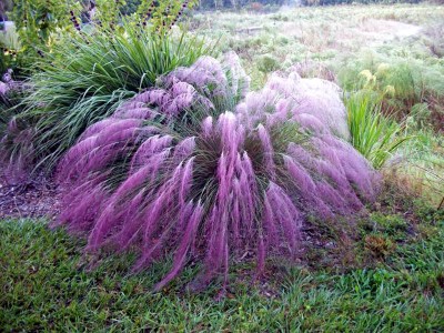 Muhlenbergia capillaris - medium image 4