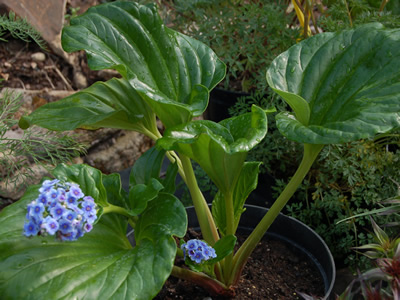 Myosotidium hortensia - medium image 4