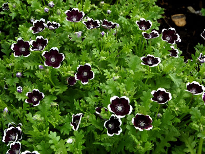 Nemophila 'Penny Black' - medium image 4