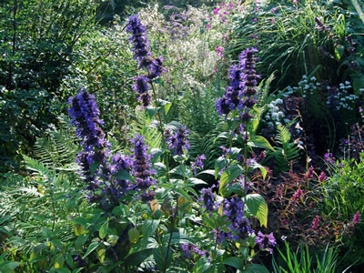 Nepeta kubanica - medium image 4